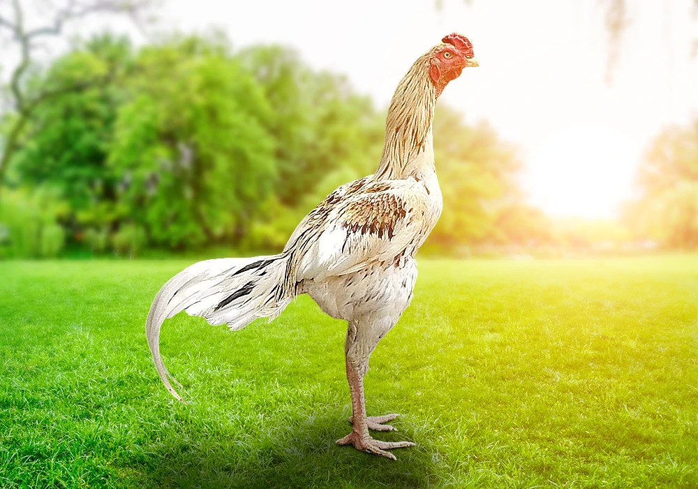 Asil Chicken Farm Project