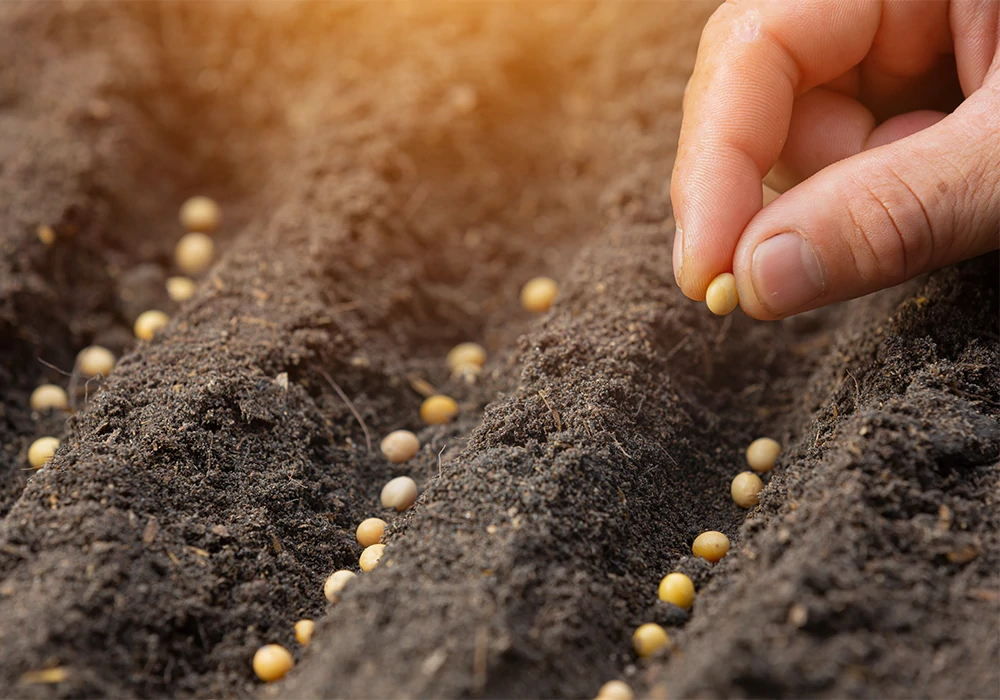 Agricultural Empowerment Project: Right Seeds and Pesticides Supply